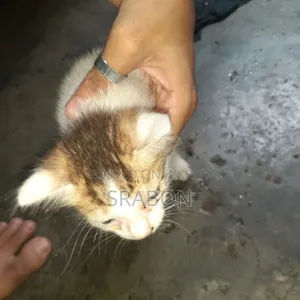 1-3 Months Male Mixed Breed Cat
