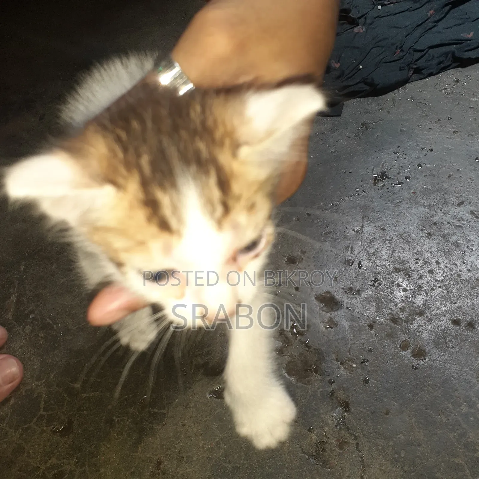 1-3 Months Male Mixed Breed Cat