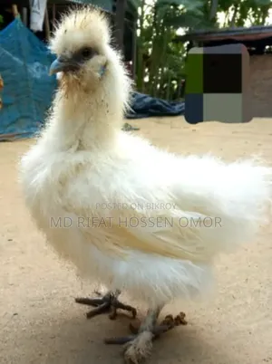 ইউরোপিয়ান শর্ট সিল্কি