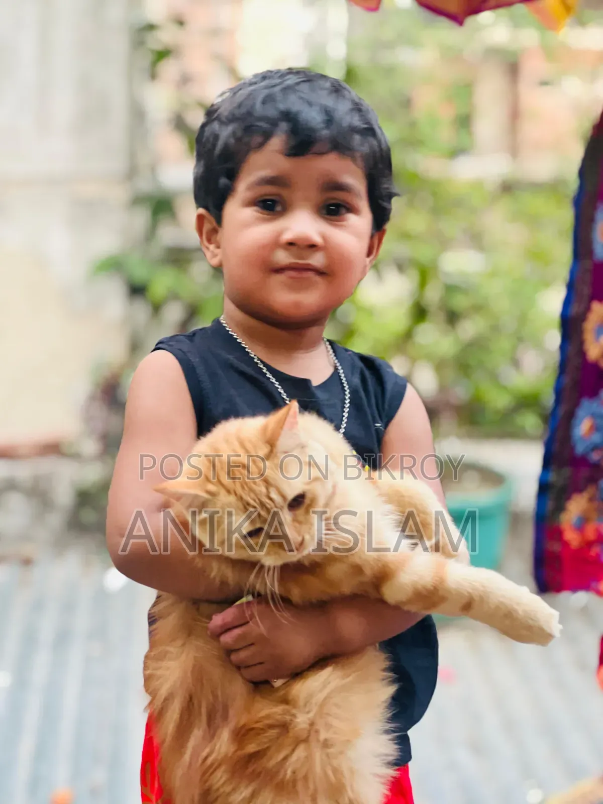 6-12 Months Female Mixed Breed Manx