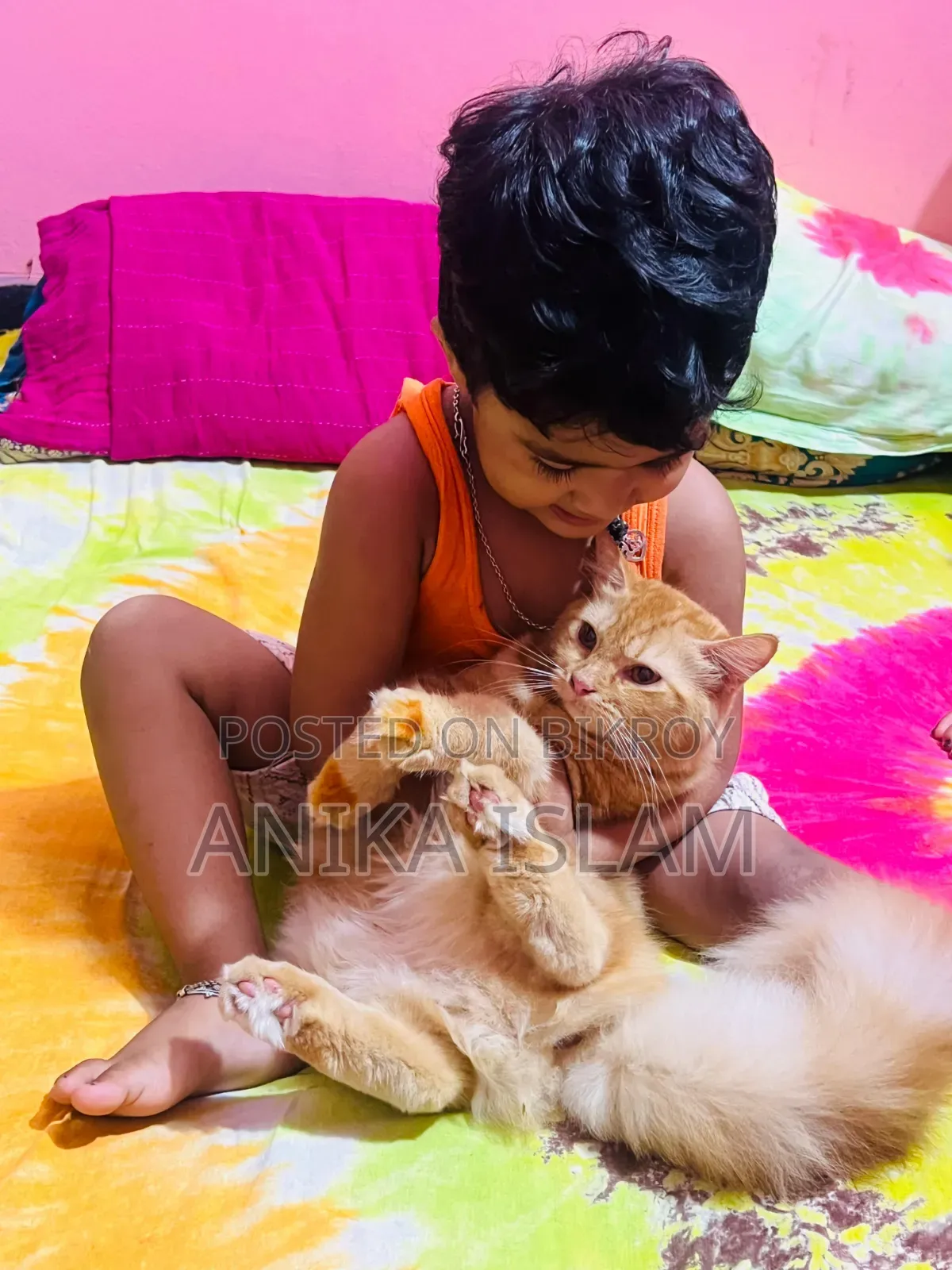 6-12 Months Female Mixed Breed Manx