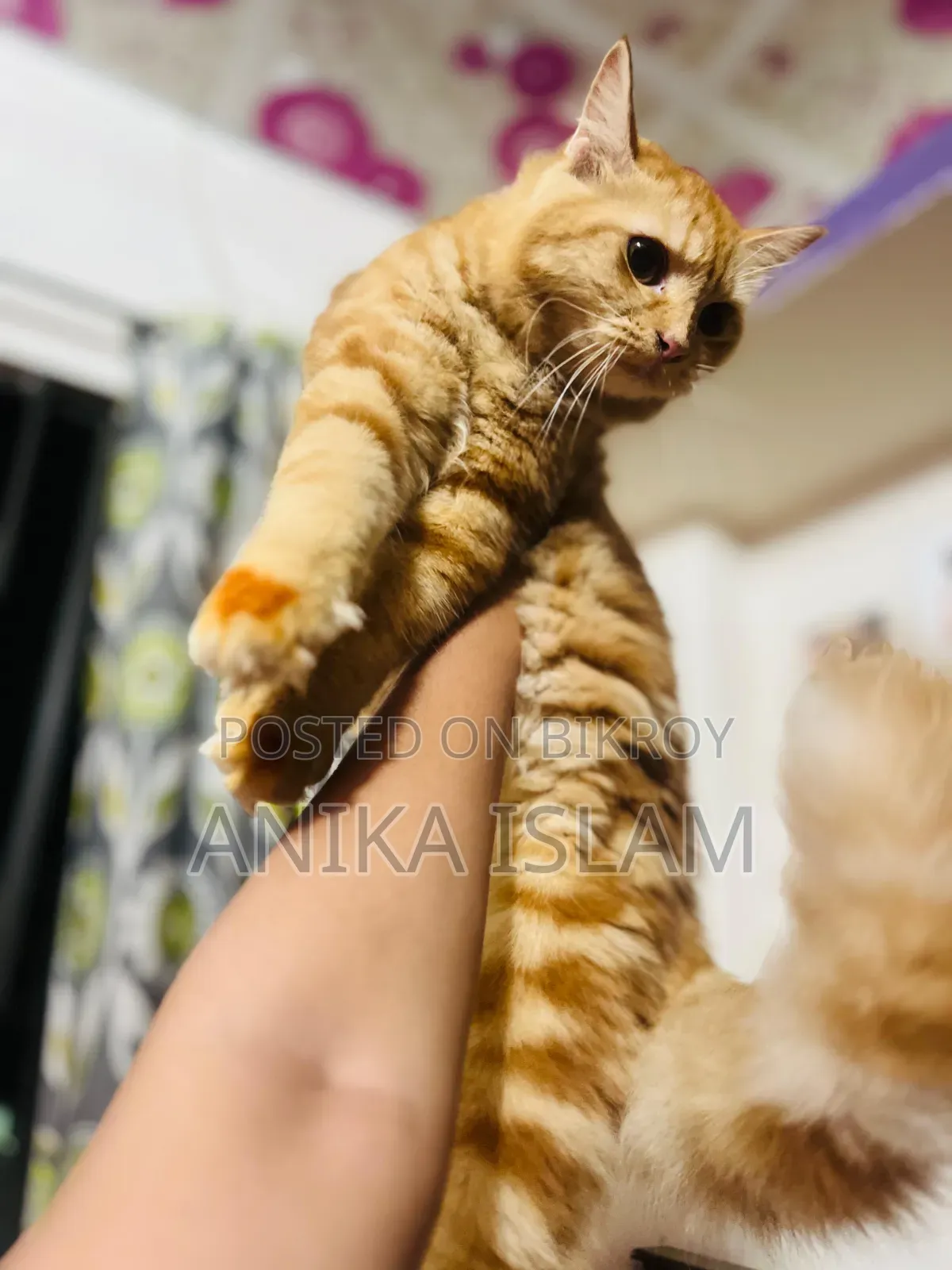 6-12 Months Female Mixed Breed Manx