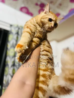 6-12 Months Female Mixed Breed Manx