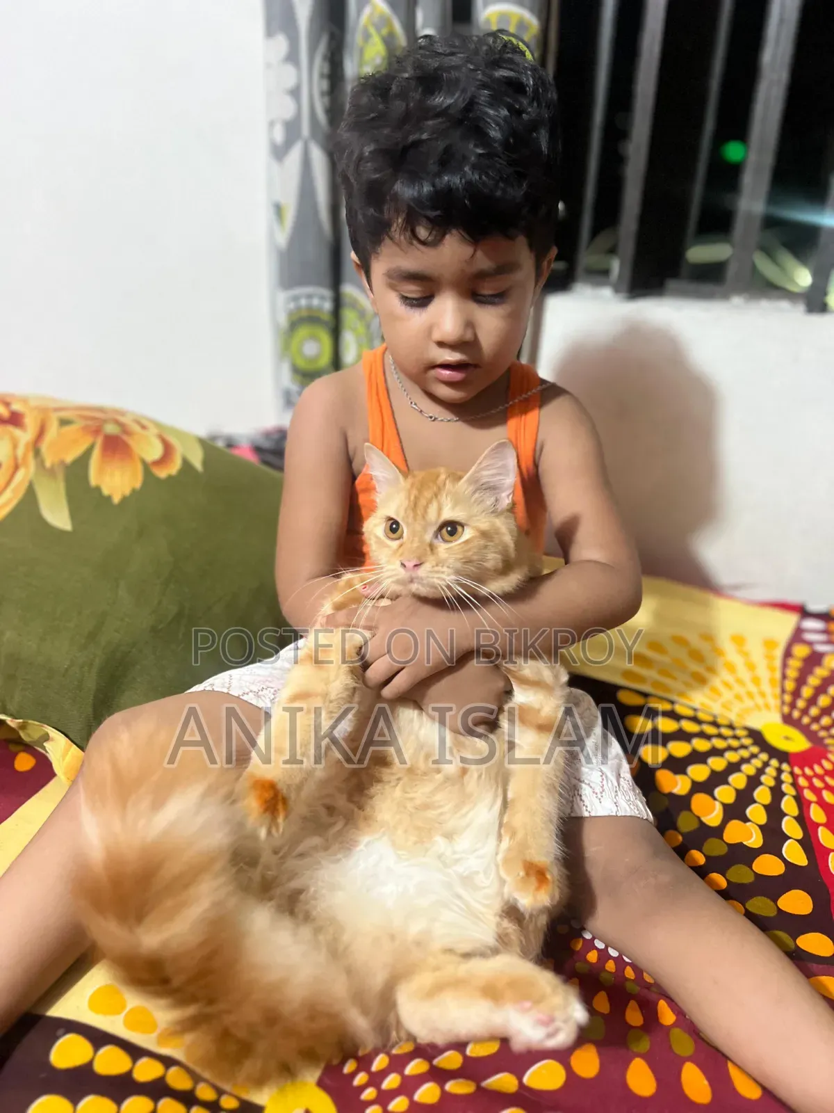 6-12 Months Female Mixed Breed Manx