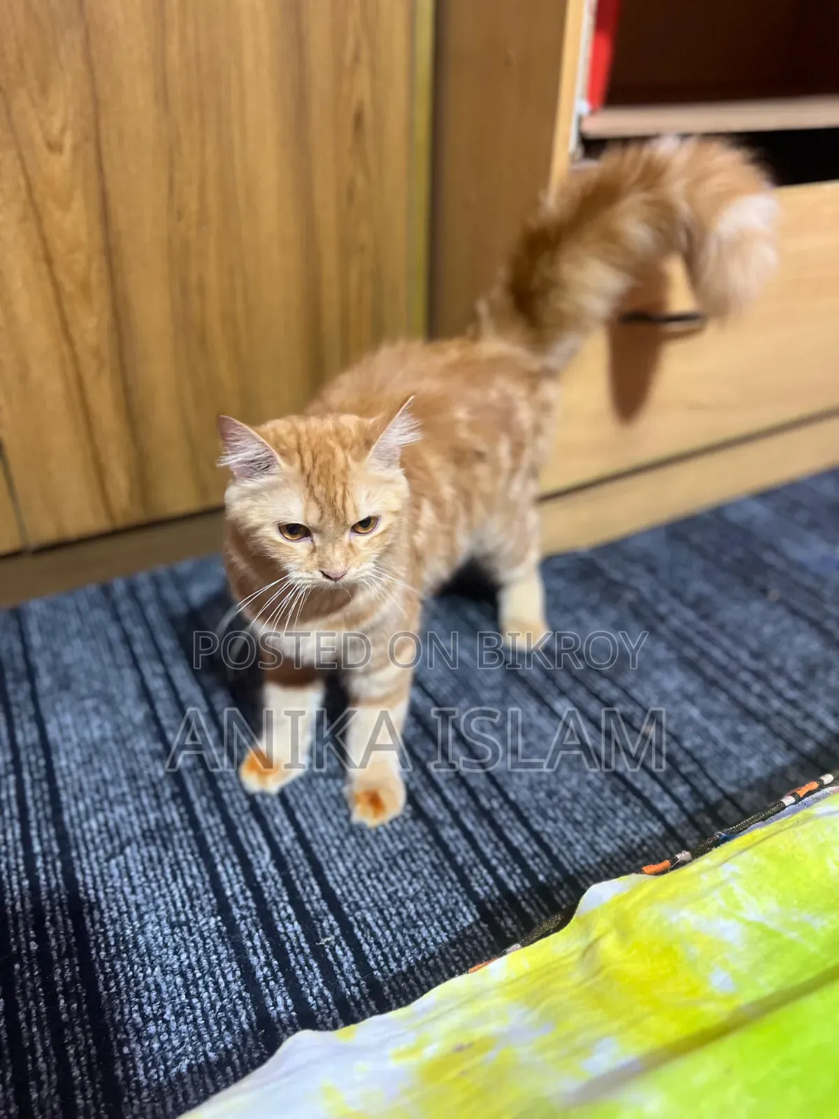 6-12 Months Female Mixed Breed Manx