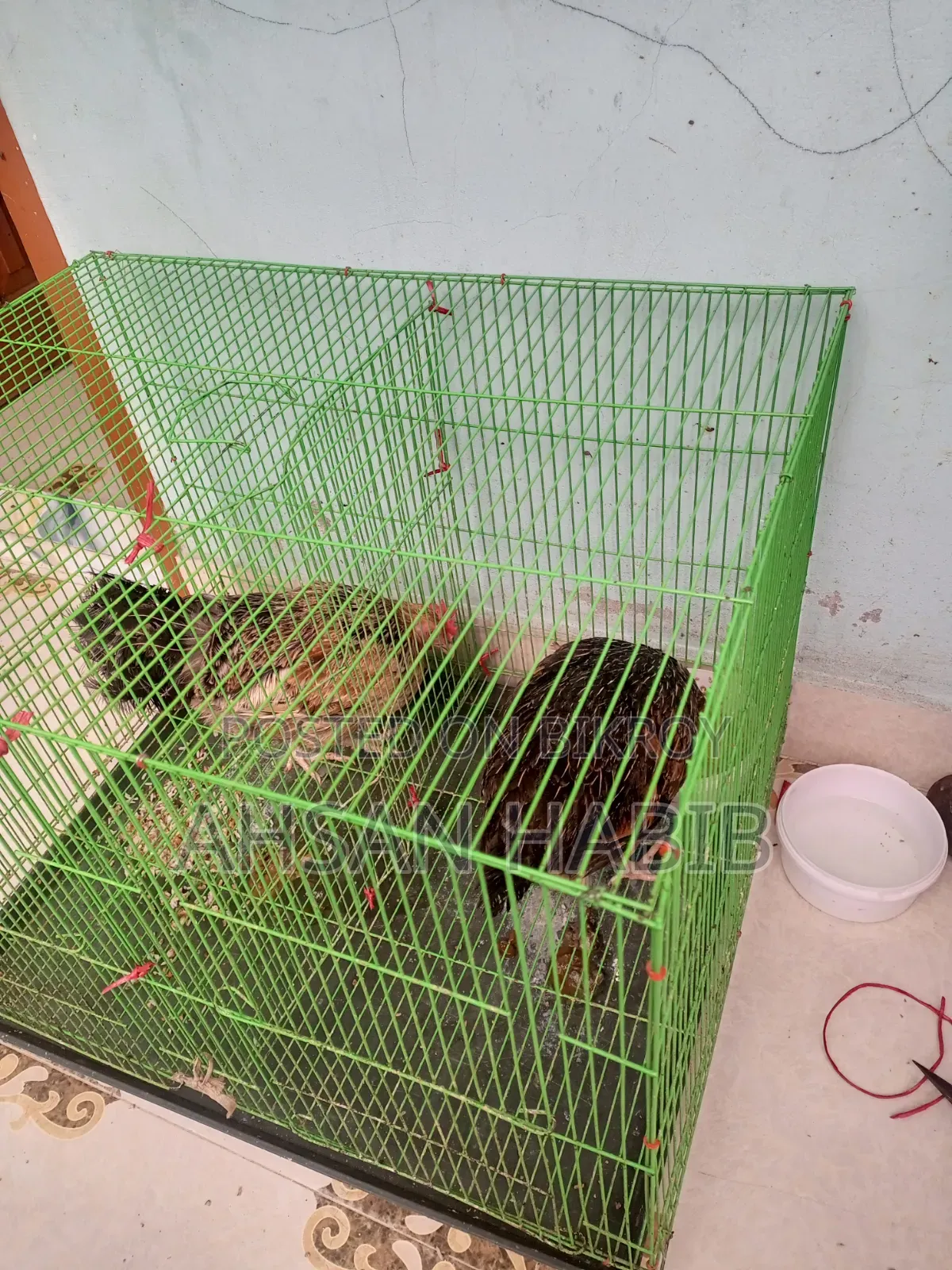 1 native rooster and 2 hens for sale. Both hens lay eggs.