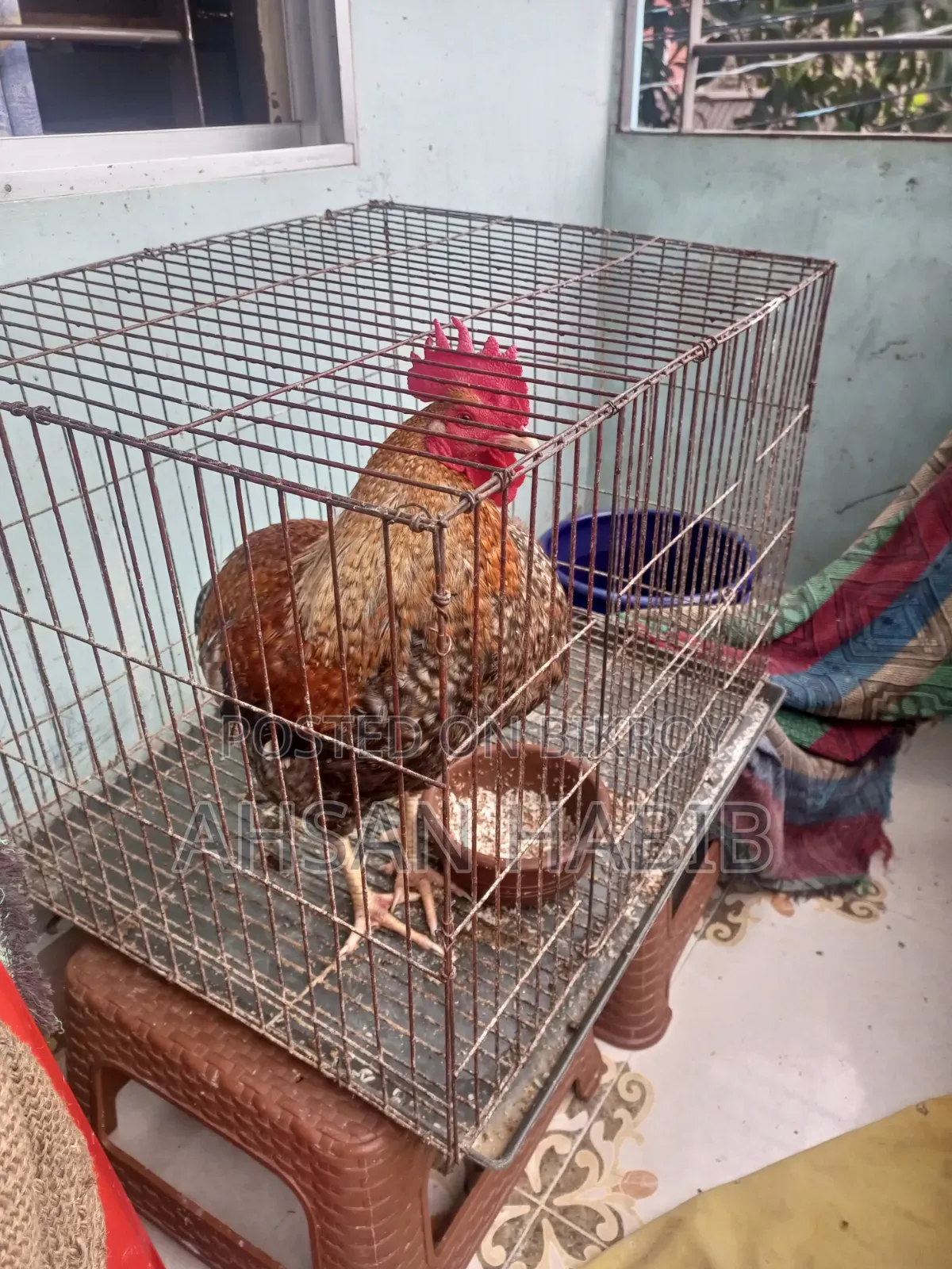 1 native rooster and 2 hens for sale. Both hens lay eggs.