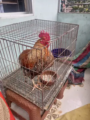 1 native rooster and 2 hens for sale. Both hens lay eggs.
