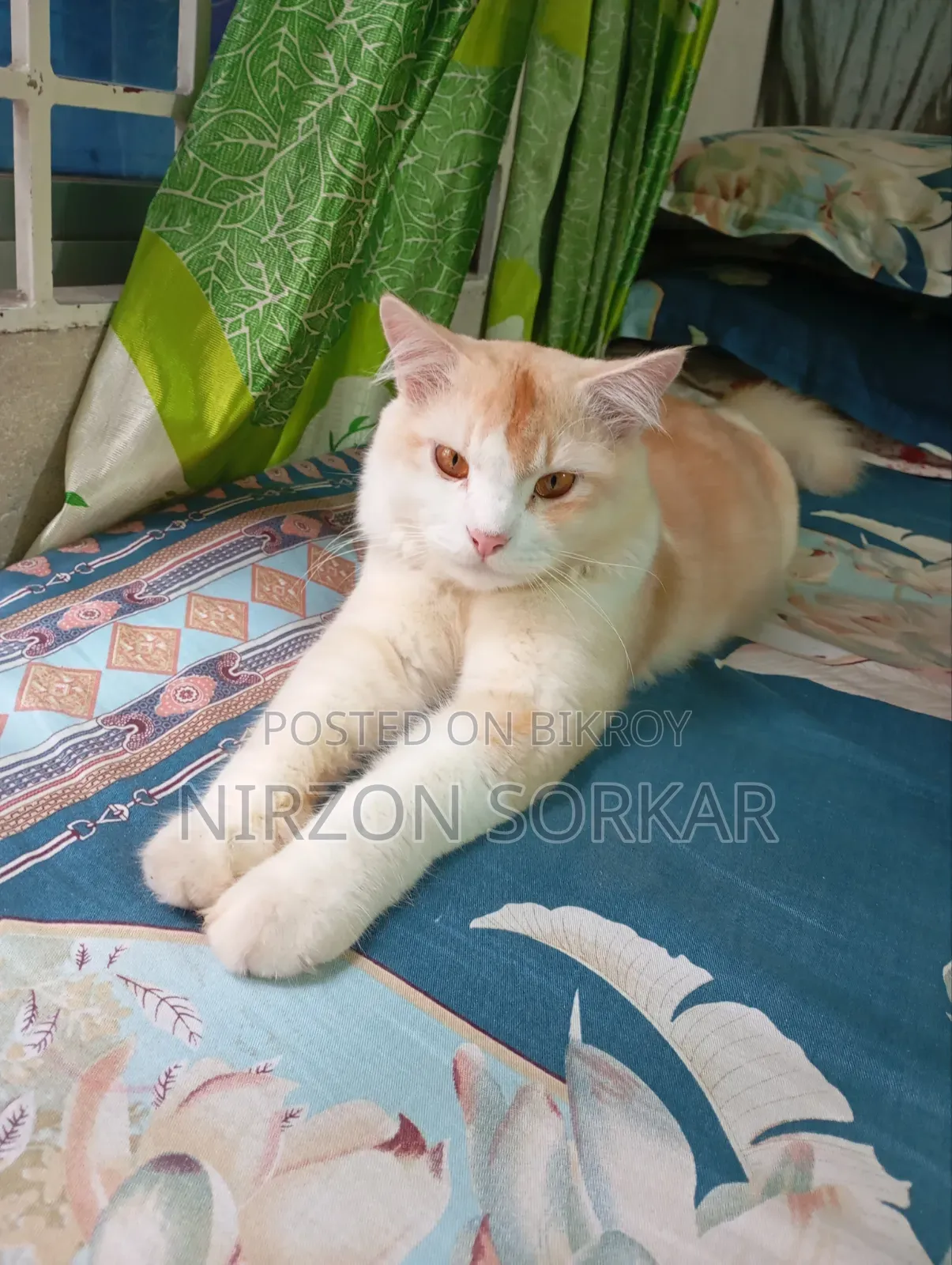 1+ Year Male Mixed Breed Persian Cat