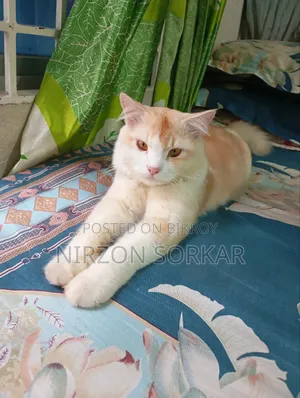 1+ Year Male Mixed Breed Persian Cat