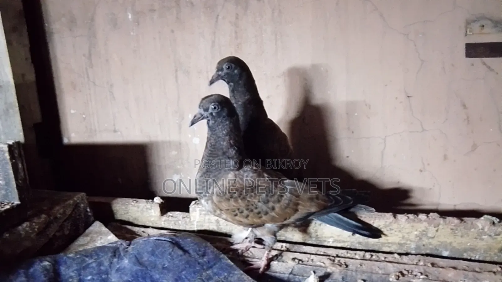 Chila Baby Pair