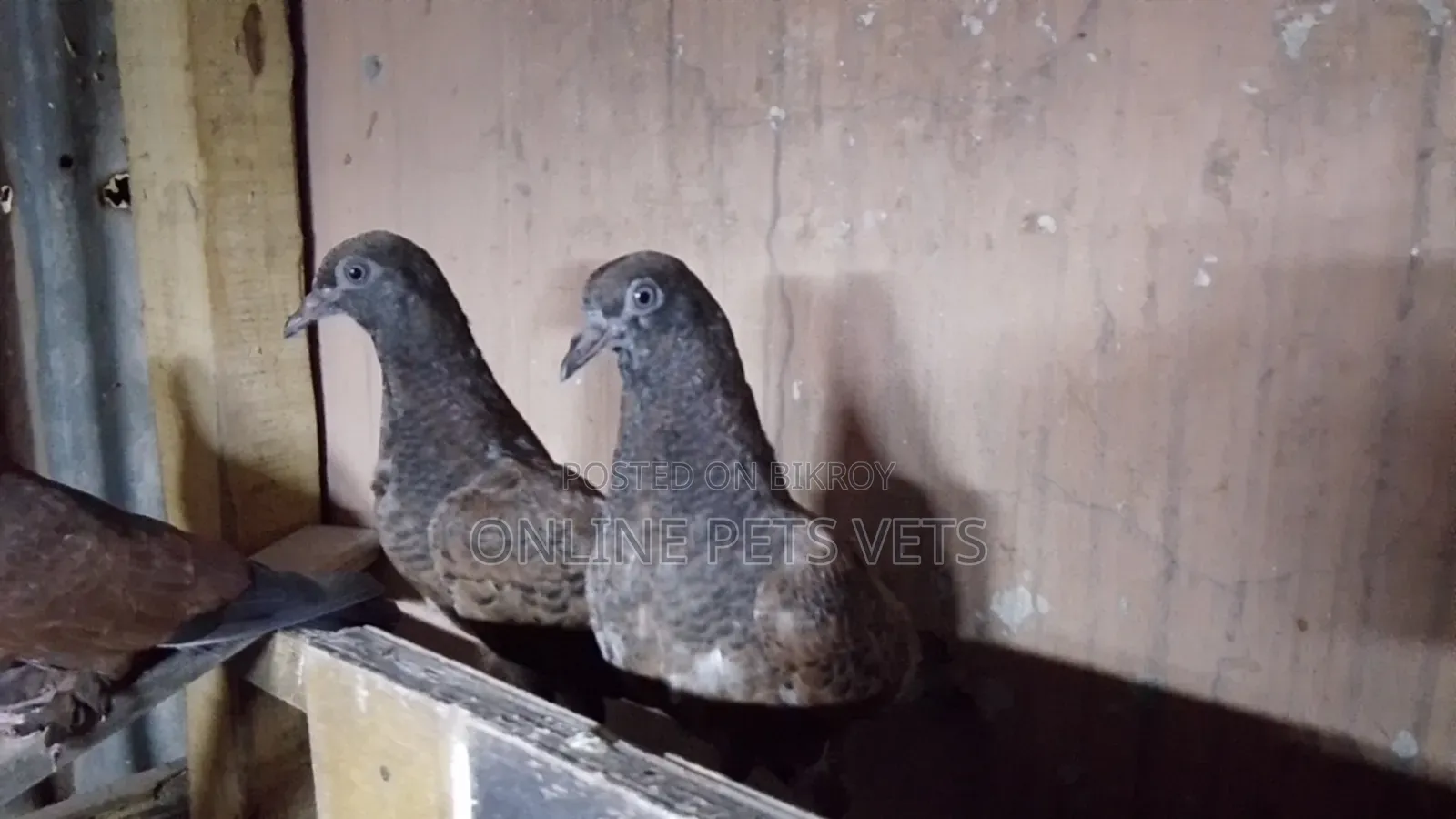 Chila Baby Pair