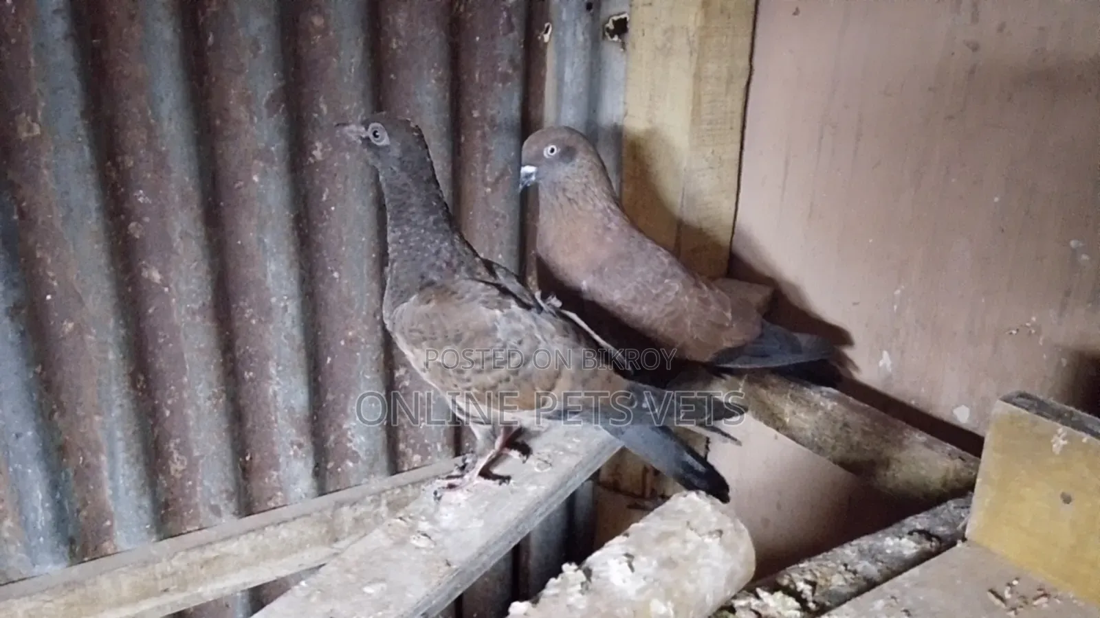 Chila Baby Pair