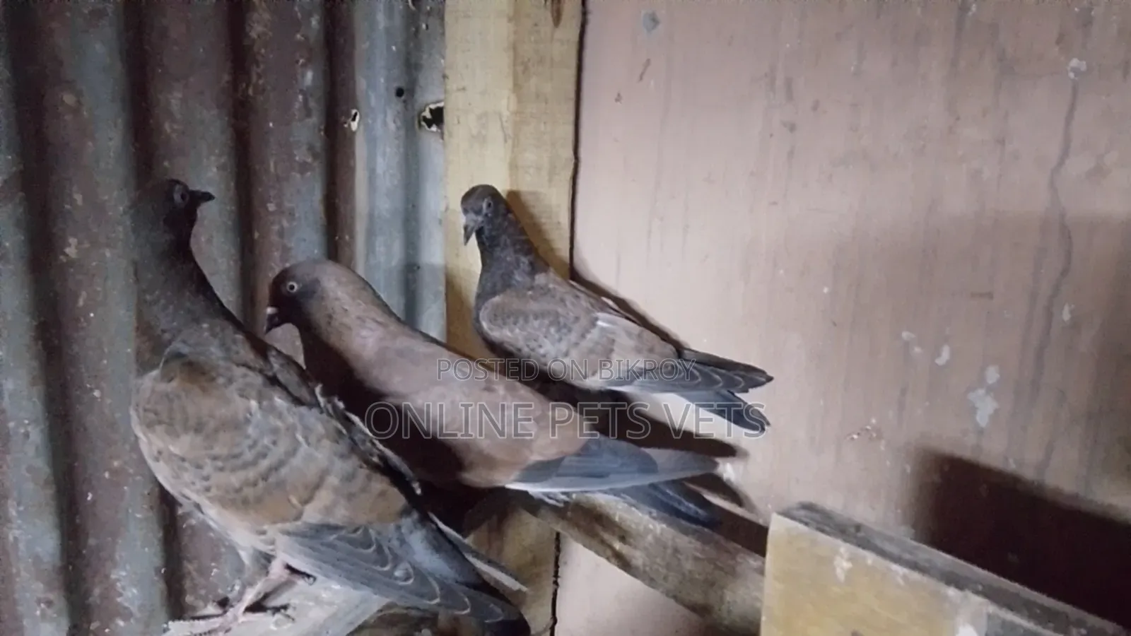 Chila Baby Pair