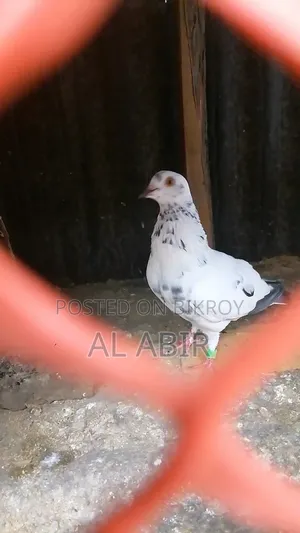 একটি নর কবুতর সেল হবে