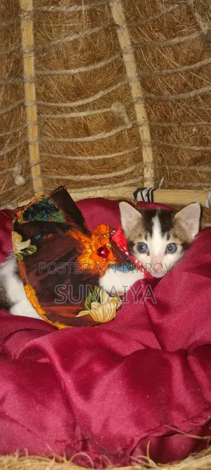 Cat House for Sale