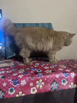 6-12 Months Female Purebred Persian Cat