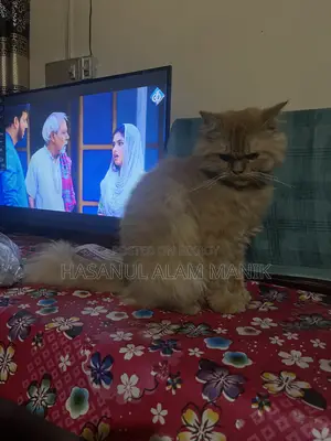 6-12 Months Female Purebred Persian Cat