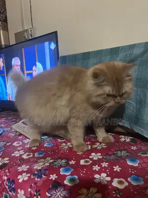 6-12 Months Female Purebred Persian Cat