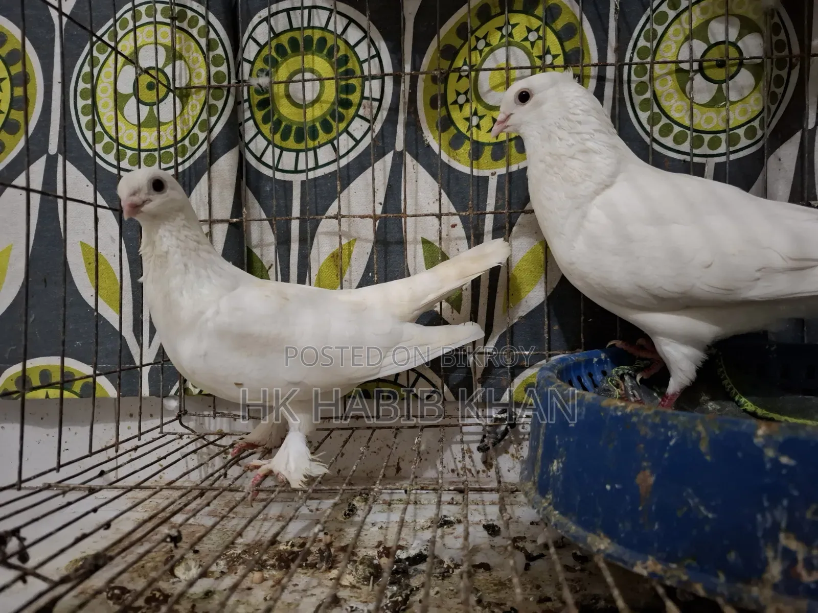 Kagzi Pigeon