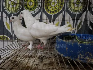 Kagzi Pigeon