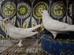 Kagzi Pigeon