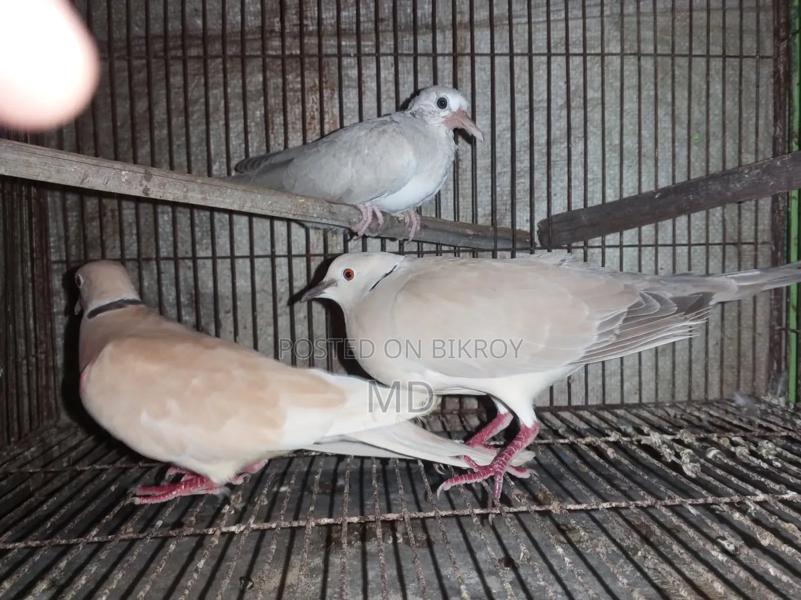 Dove bird with chicks