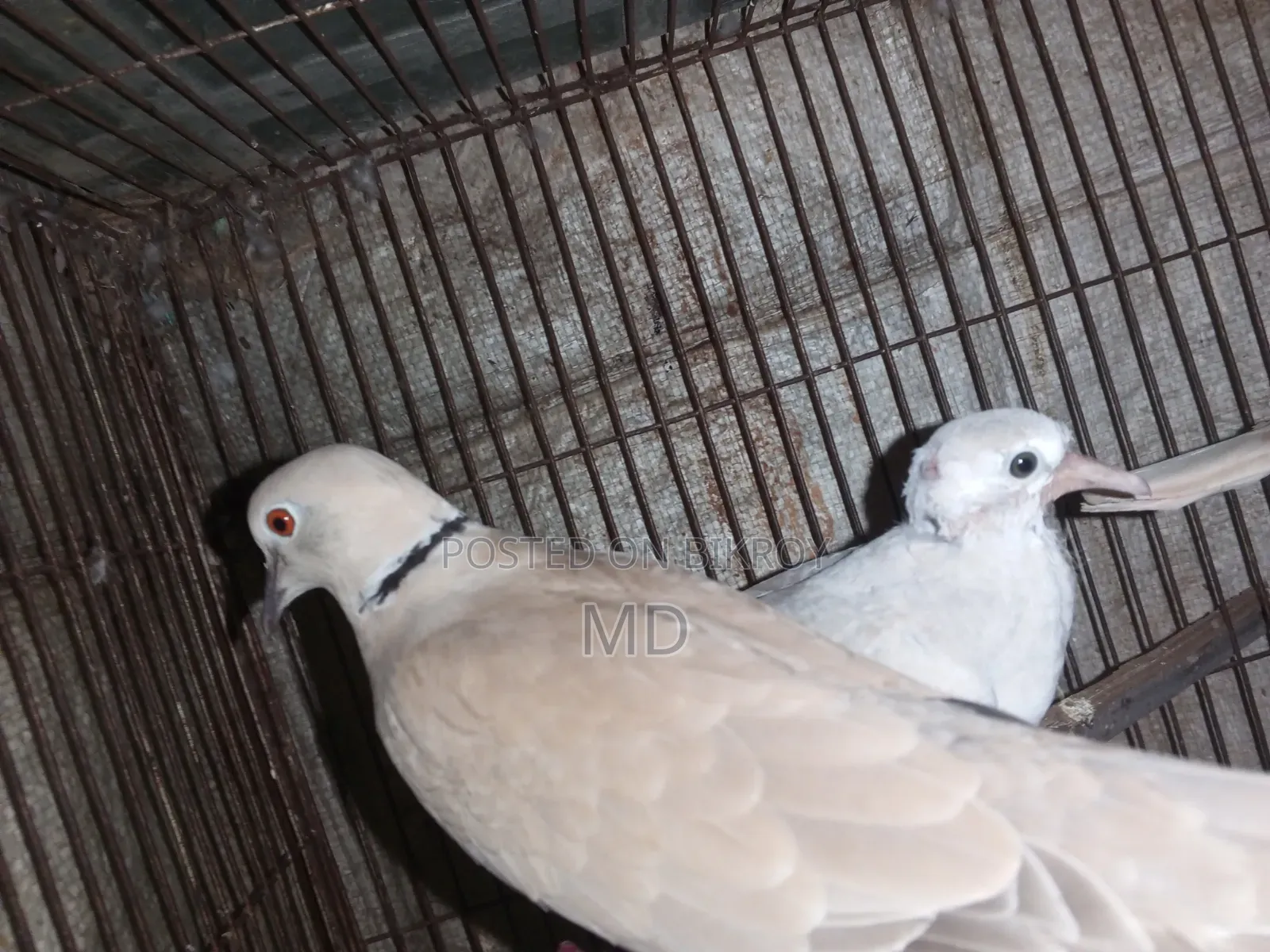 Dove bird with chicks