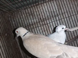 Dove bird with chicks