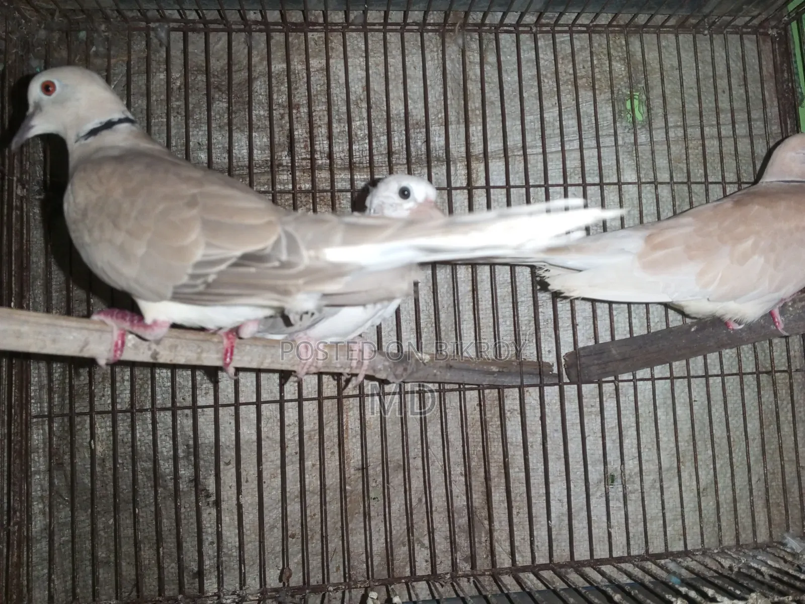 Dove bird with chicks