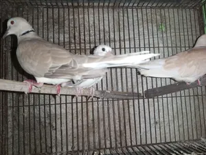 Dove bird with chicks