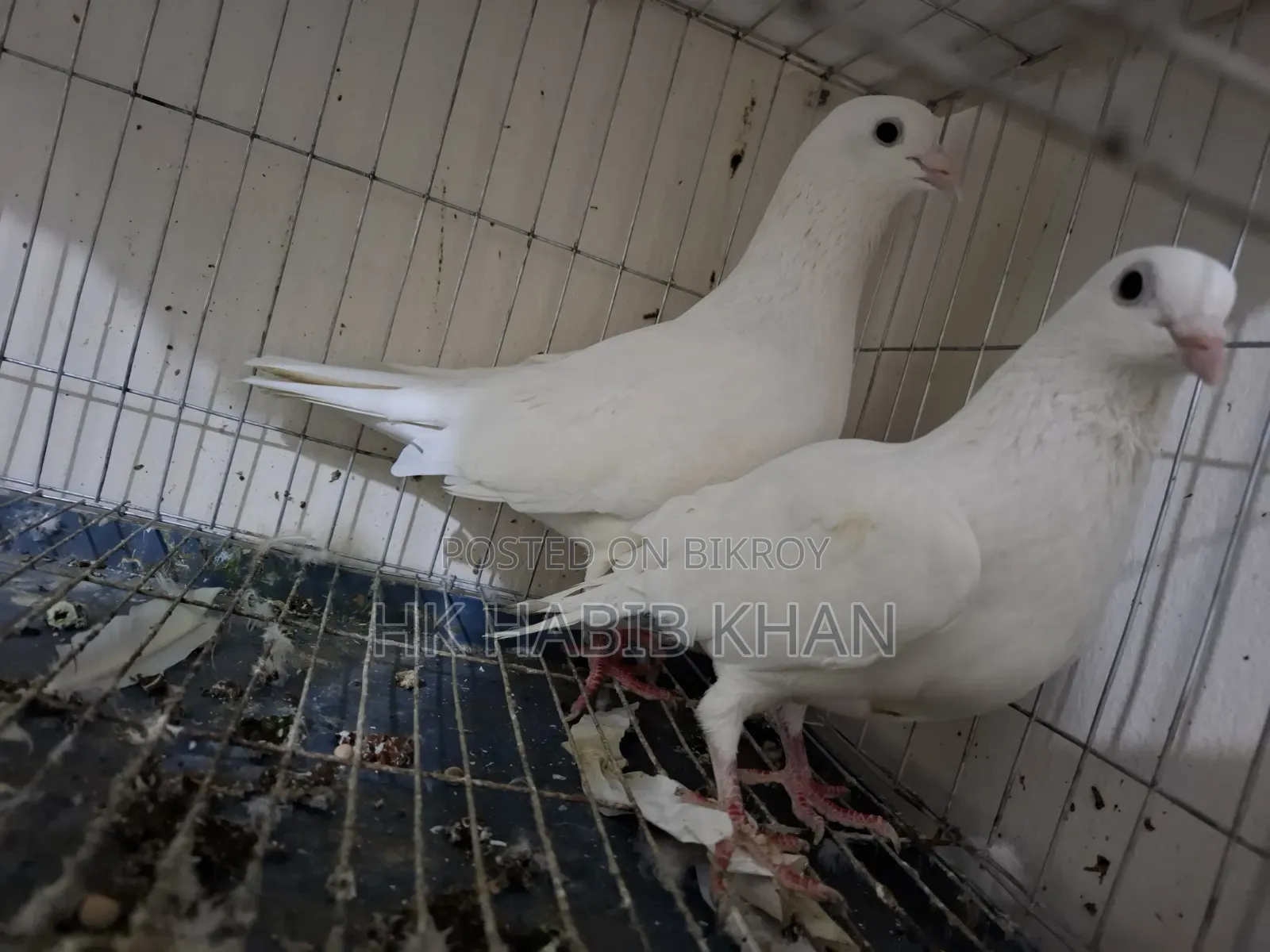 Kagoji Pigeon