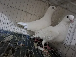Kagoji Pigeon