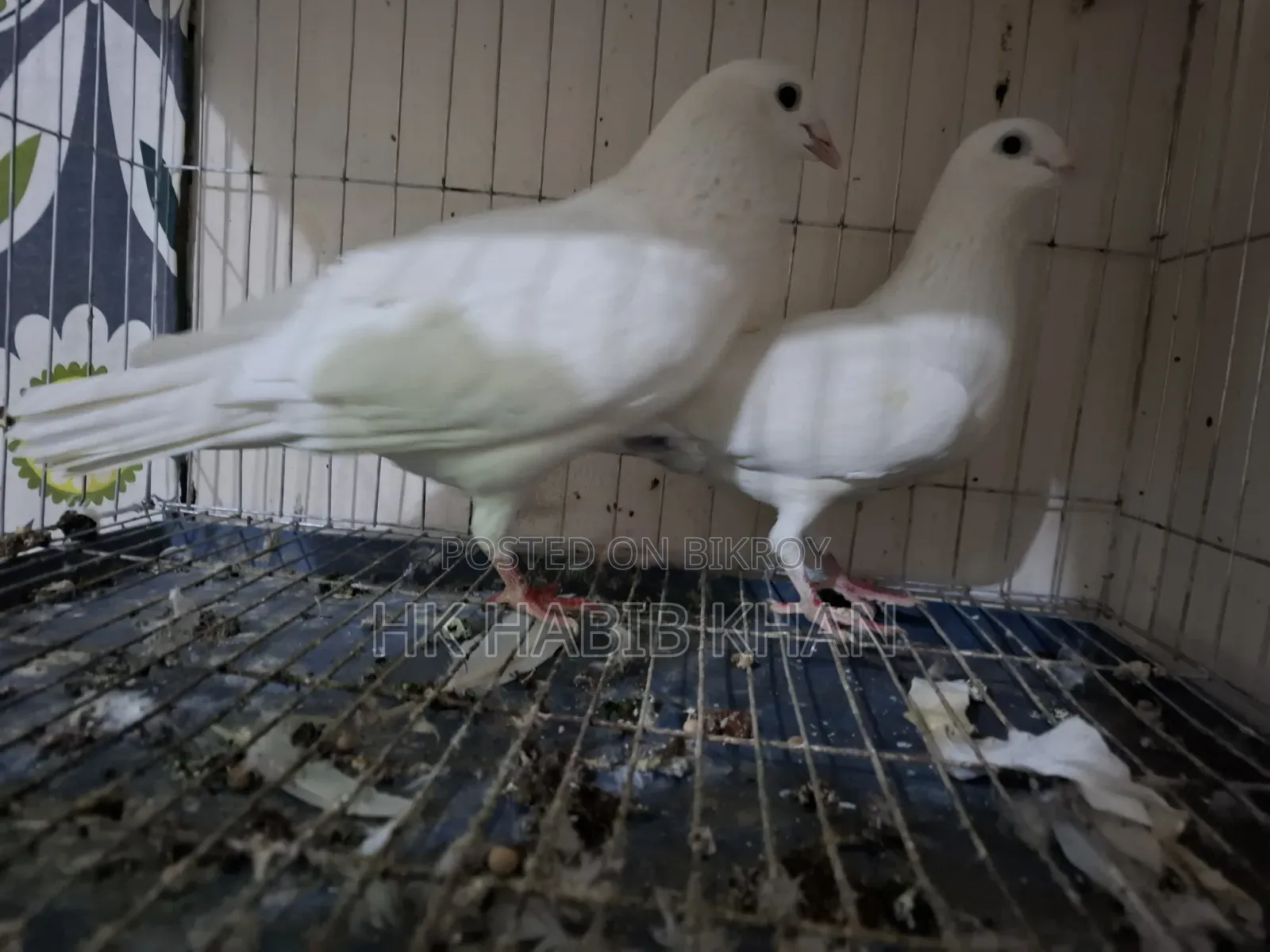 Kagoji Pigeon