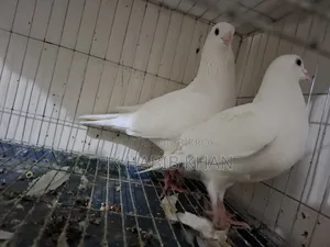 Kagoji Pigeon
