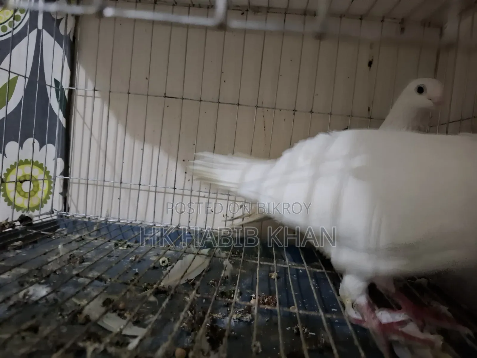 Kagoji Pigeon
