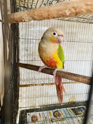 Pineapple Conure