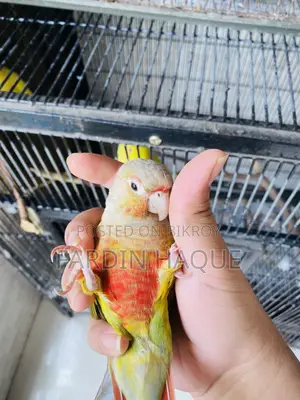Pineapple Conure