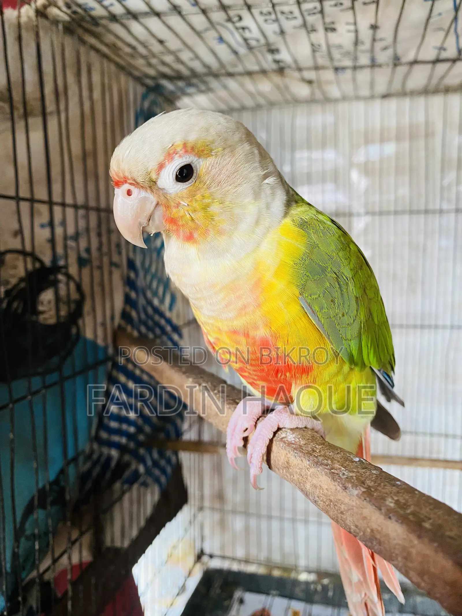 Pineapple Conure