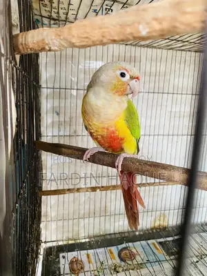 Pineapple Conure