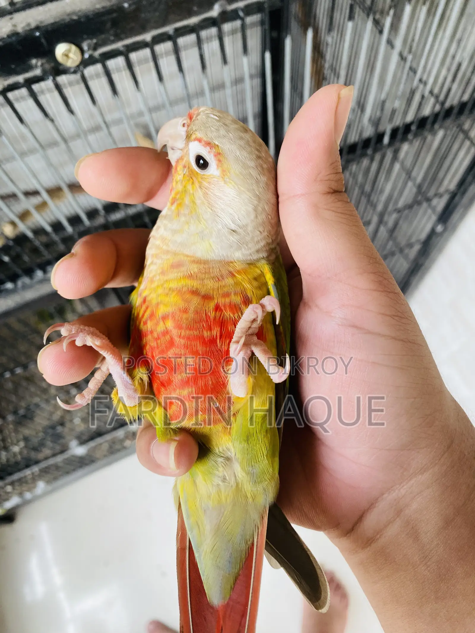 Pineapple Conure