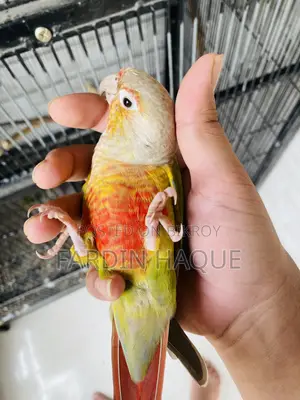 Pineapple Conure
