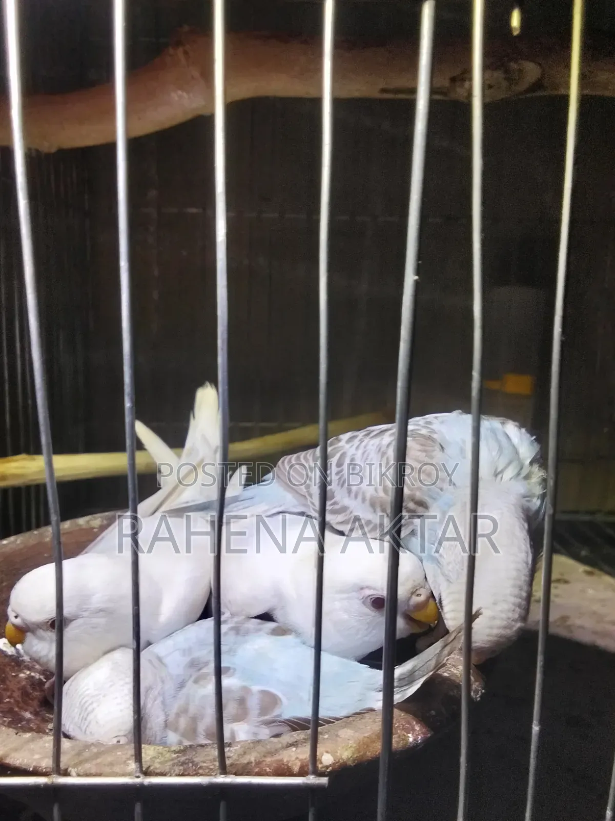 Budgerigar Bird
