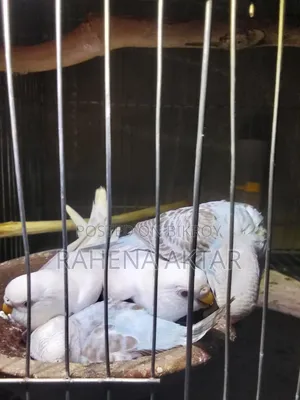 Budgerigar Bird