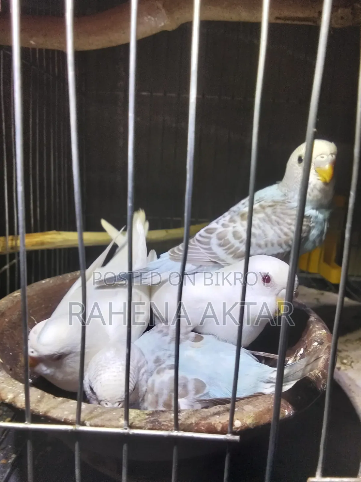 Budgerigar Bird