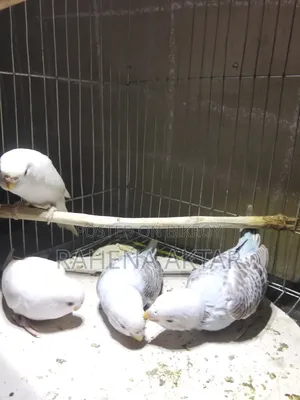 Budgerigar Bird