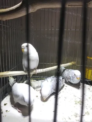Budgerigar Bird