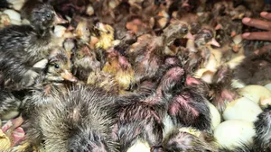 One-day-old ducklings of all breeds for sale