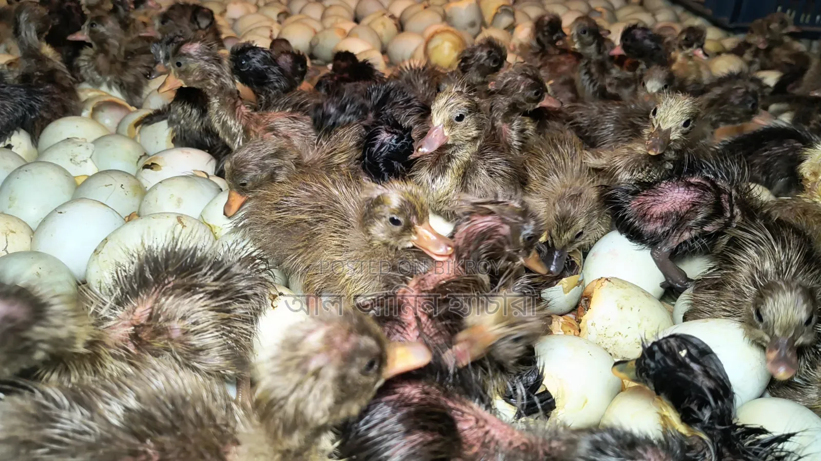 One-day-old ducklings of all breeds for sale