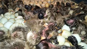 All types of one-day-old ducklings for sale